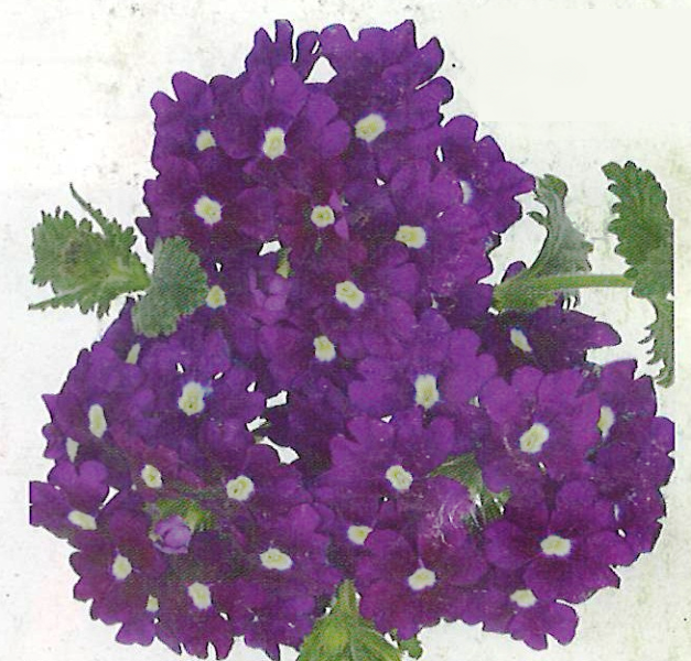 Verbena Empress Violet Blue Charme