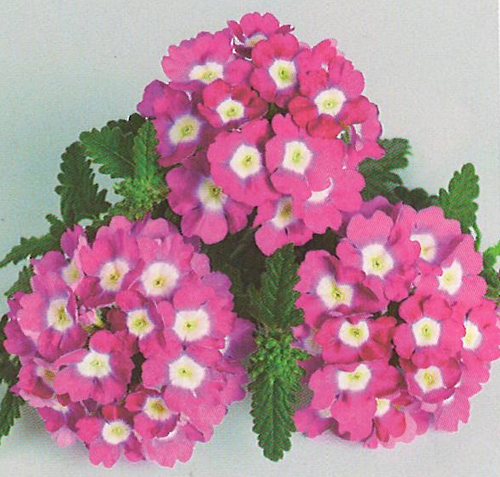verbena Empress Srawberry Charme