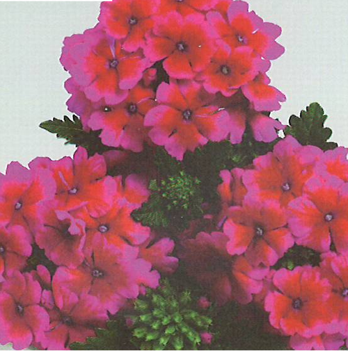 verbena Empress strawberry