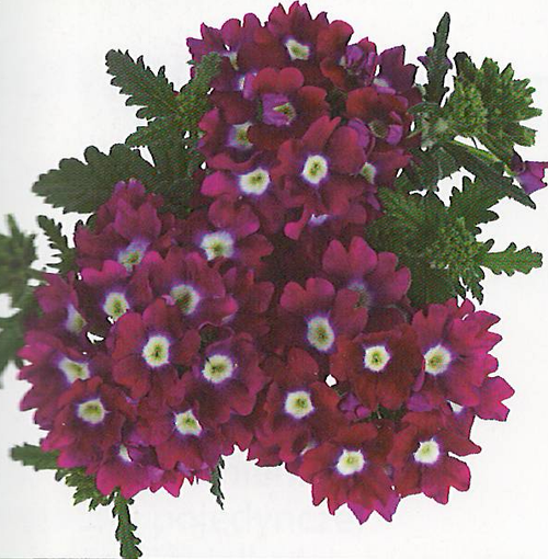 verbena Empress Burgundy Charme