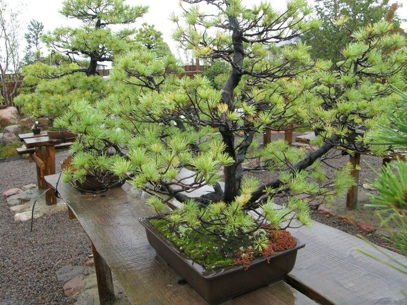 Bonsai