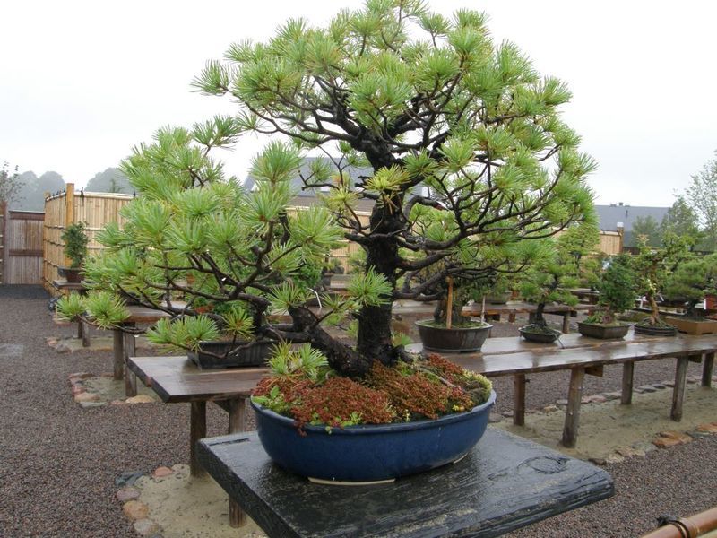 Bonsai laistymas