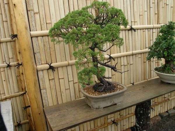 Bonsai auginimas