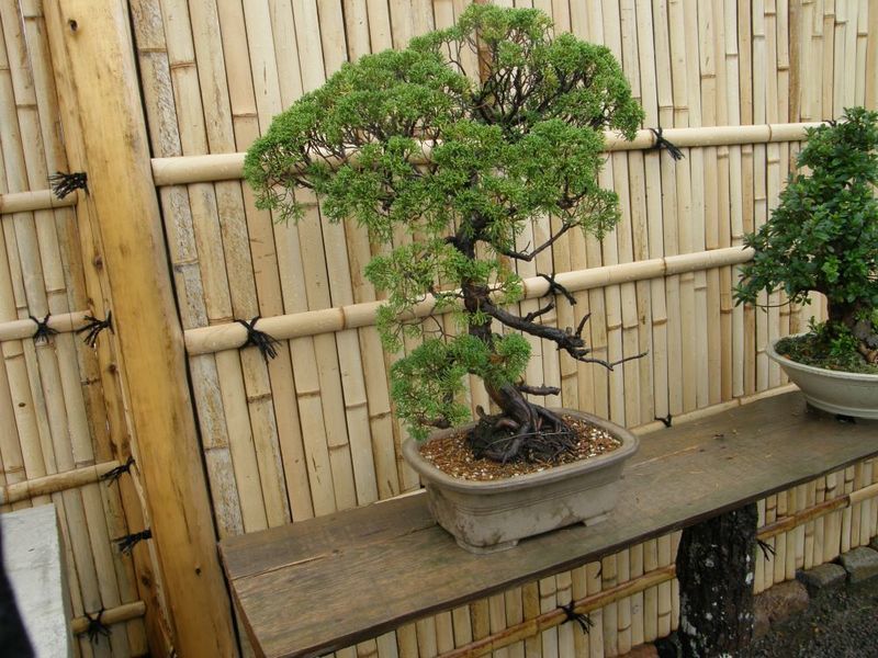 Bonsai auginimas