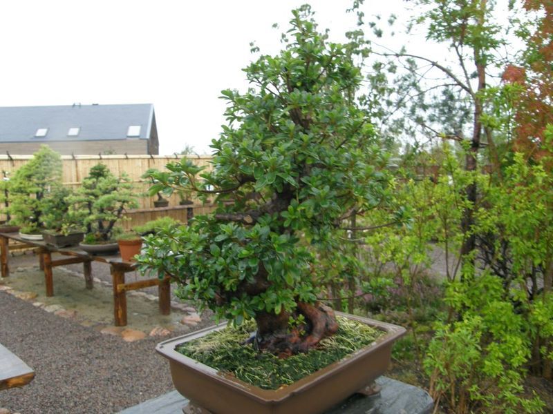 Bonsai persodinimas