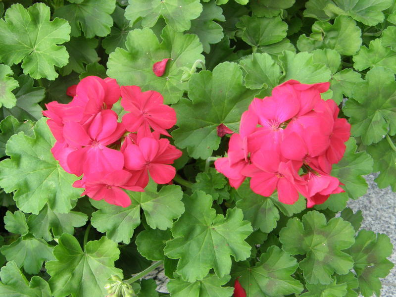 pelargonijų auginimas