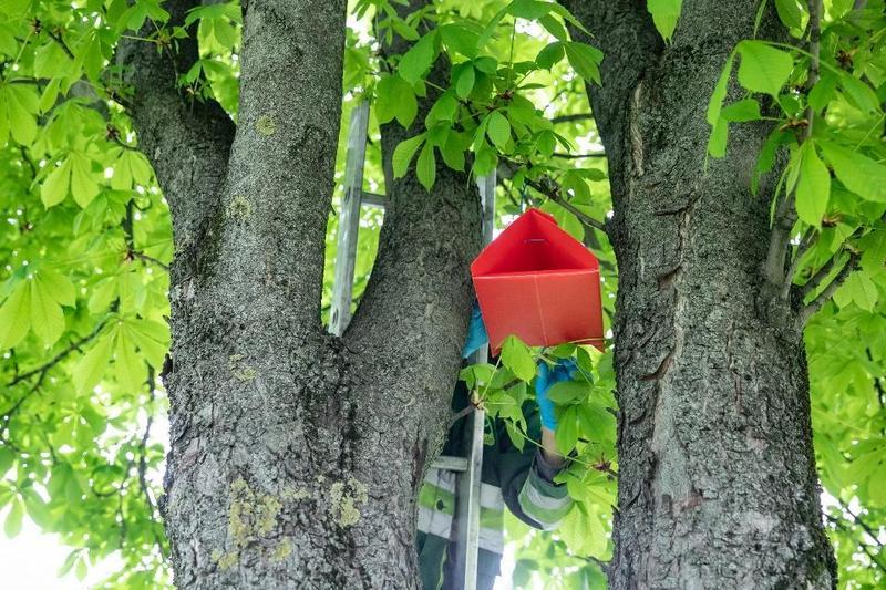 Feromoninė gaudyklė kaštonų kenkėjams
