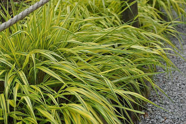 Hakonė (Hakonechloa macra) 'Aureola'