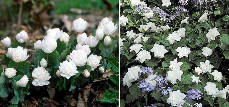 Kanadinės sangvinarijos veislė 'Flore Pleno' (kairėje) ir pilaviduris triliumas 'Flora Plena'