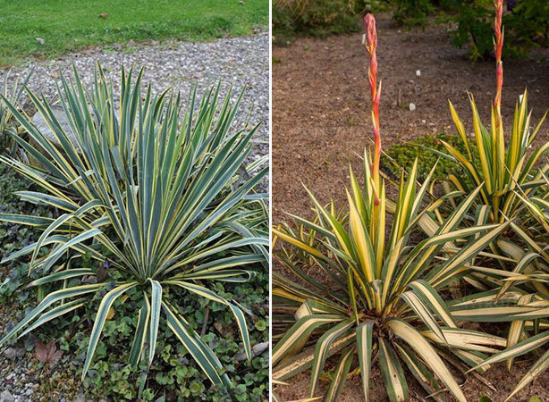 Pluoštinės jukos (Yucca filamentosa) veislės 'Bright Edge' (kairėje) ir 'Color Guard'