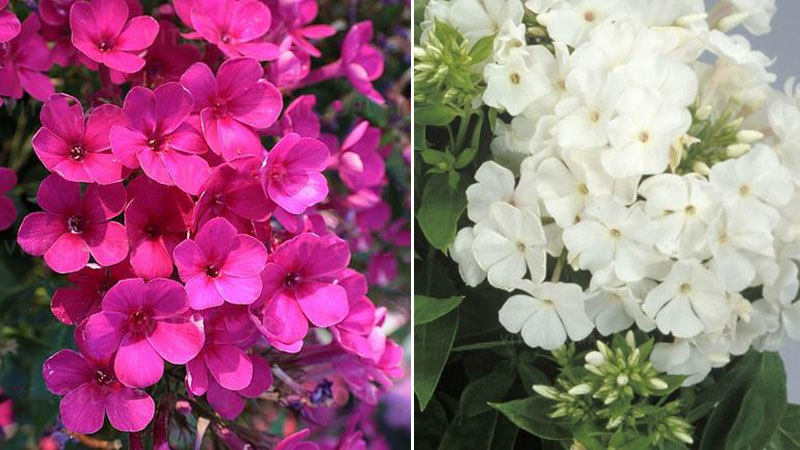 Gausiai žydinčių žemų flioksų veislės 'Early Cerise'(kairėje) ir ' Early White' (dešinėje)