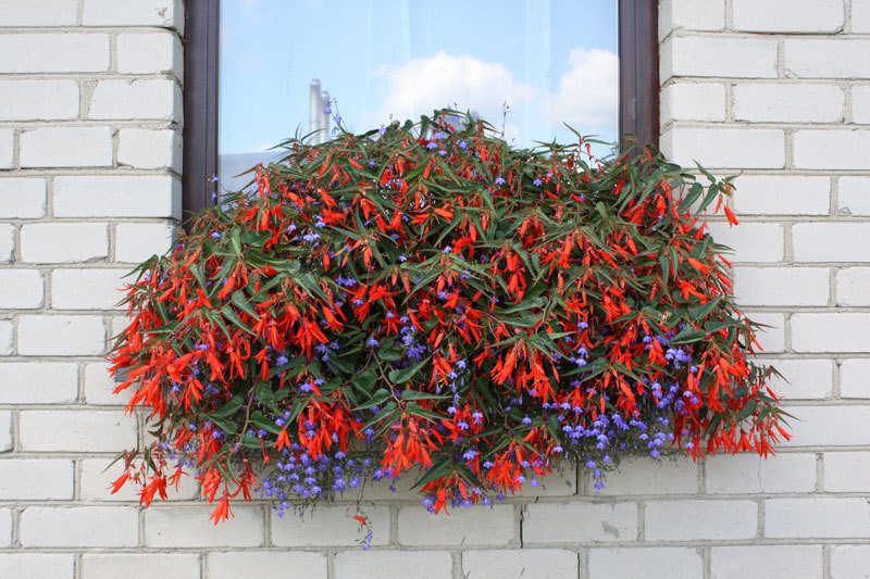 Begonia Bonfire Red su svyrancia lobelija rytine puse