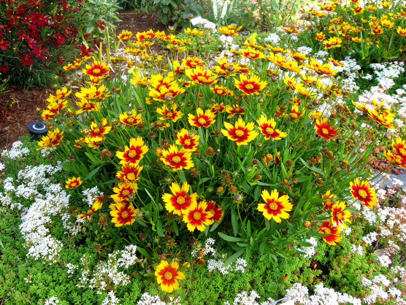 Coreopsis Daybreak kupstas