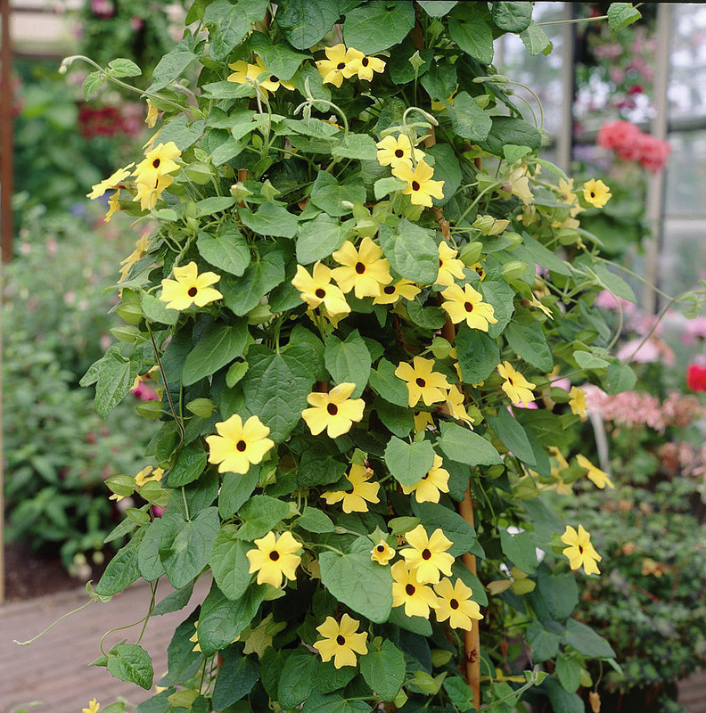 Thunbergia alata.