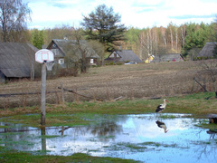 Kaip gyvenamoji vieta lemia mūsų sveikatą