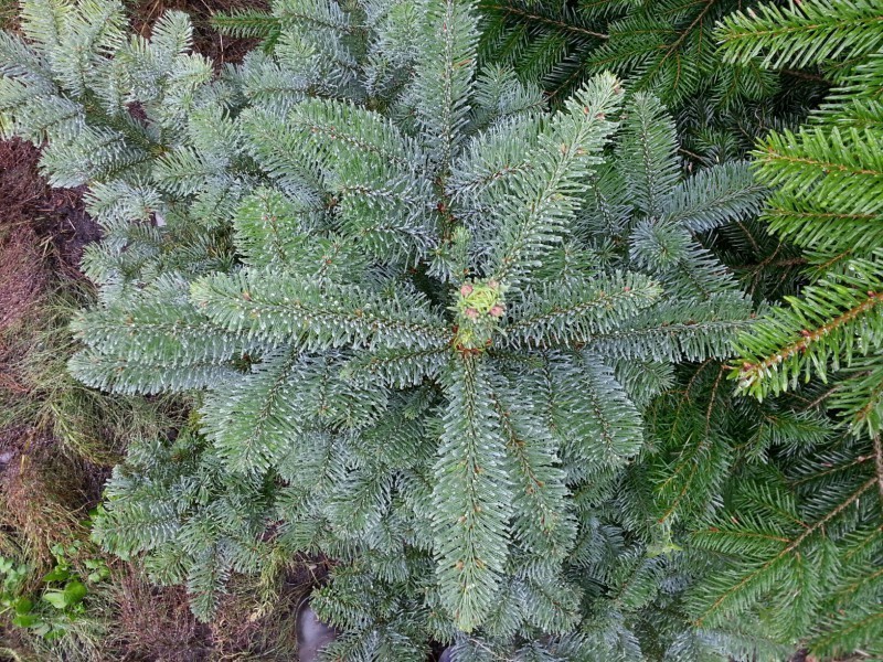 Kvapiojo kėnio ‚Glauca‘spygliai malsvai žalios spalvos, švelnūs, minkšti ir kvepia.