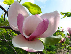 magnolijos