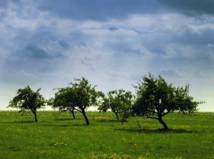 Vaismedžių sodinimas