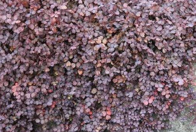 Acaena_inermis_Purpurea