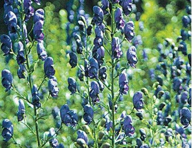 Aconitum_carmichaelii__Arendsii___aukšti_120-180cm__violetinės-mėlynos_spalvos_žiedais__žydi_rudens_viduryje