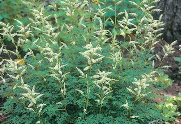 Arunkas__Aruncus_aethusifolius__augalai_skirti_užpakalinei_sienai