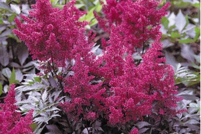 Astilbė_Chinensis_Red__mėgsta_šešėlį__drėgmę__žydi_vidurvasarį_purpuriniais_raudonais_žiedeliais__aukštis_30-40cm