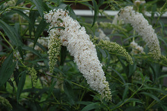 gelininkystes_ukis