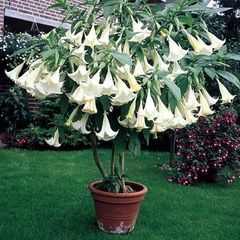 Brugmansia_daigai