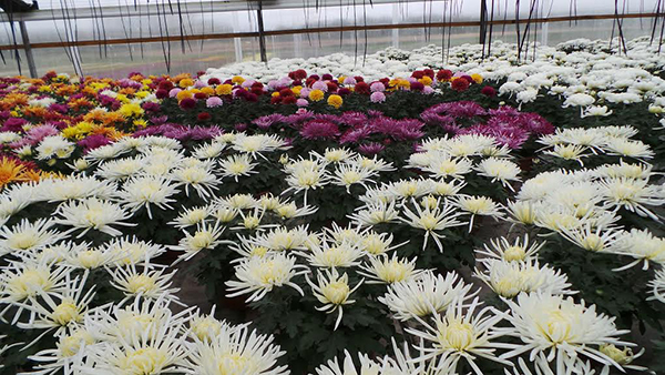 chrizantemos_didmenine_prekyba