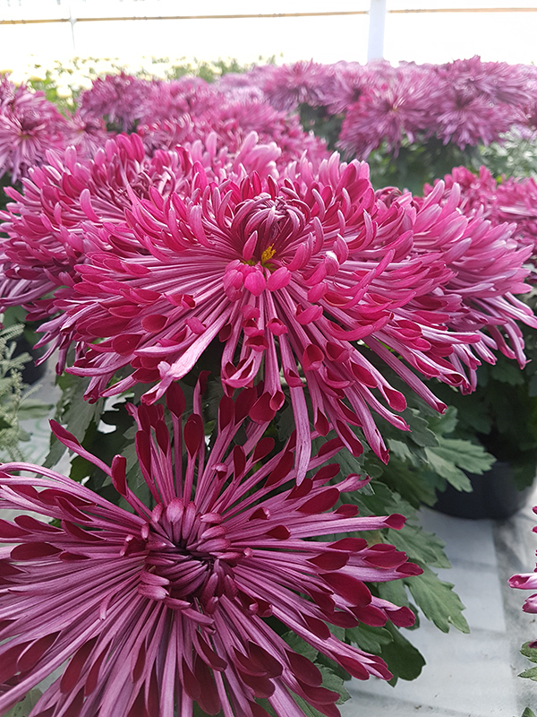 chrizantemos_didmena_