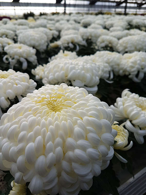Chrizantemos_parduoda_