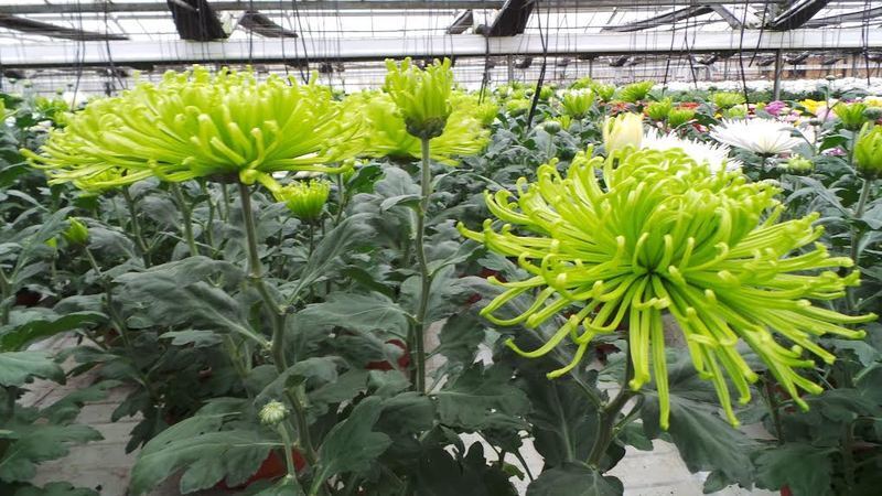 Chrizantemos_urmu_gera_kaina