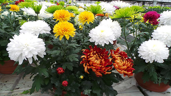 Chrizantemos_didemena_gera_kaina