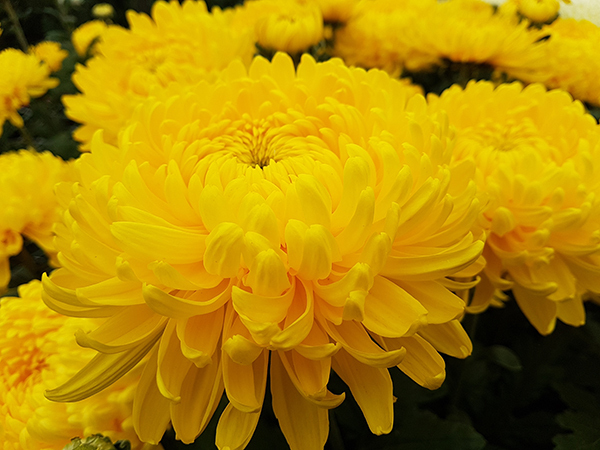 chrizantemos_didmena_kaina_