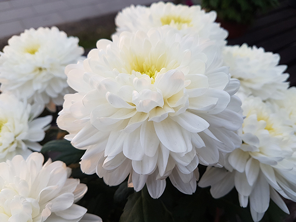 Chrizantemos_augintojai_Lietuvoje