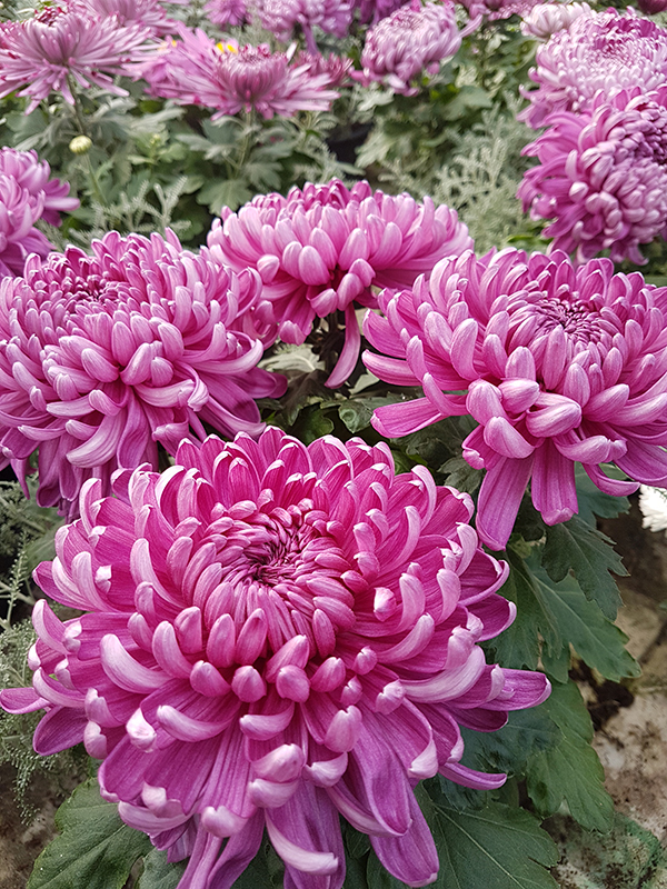 chrizantemos_didmena_kaune