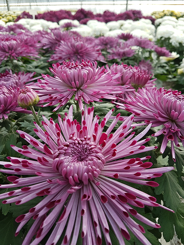 Chrizantemos_urmu_kaunas