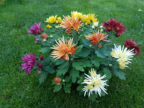 chrizantemos_vazonuose_didmena_