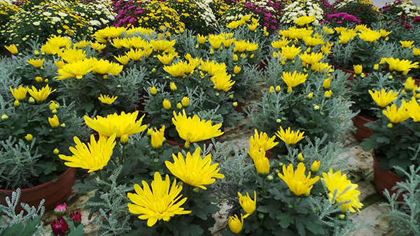 Crizantemos_vazonuose_didmenine_prekyba