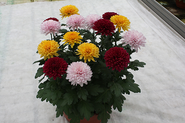Crizantemos_vazonuose_Kaune
