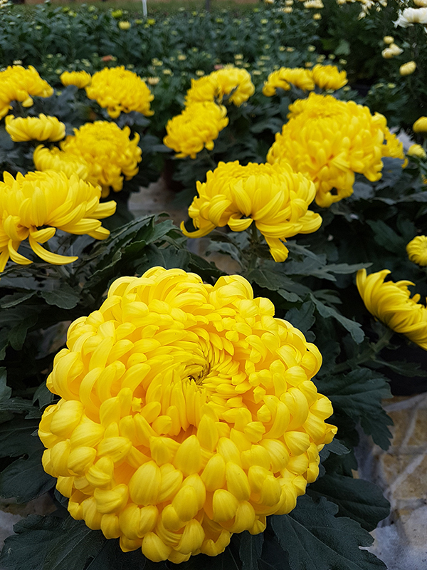 Crizantemos_vazonuose_kaina