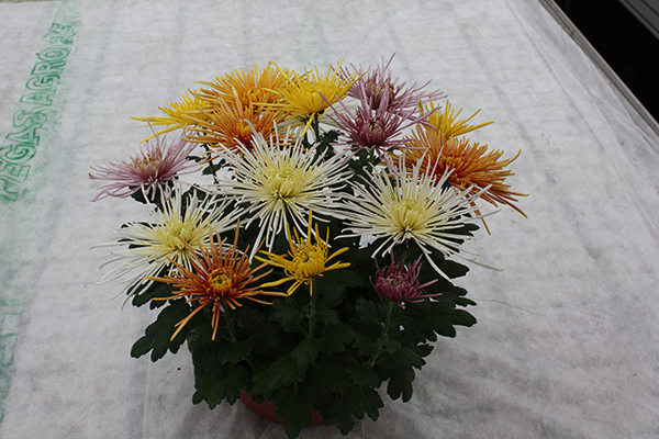 chrizantemos_vazonuose_parduoda_