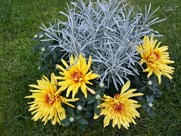 karaliskos_chrizantemos_urmu