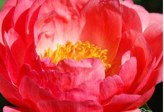 Kruminiai_bijunai_Kaune