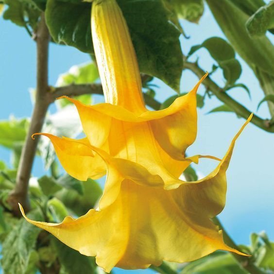 Brugmansija_vazonuose