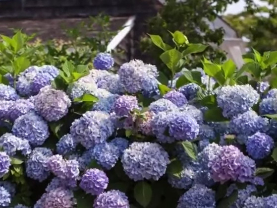 hortenziju_krumai_vazonuose