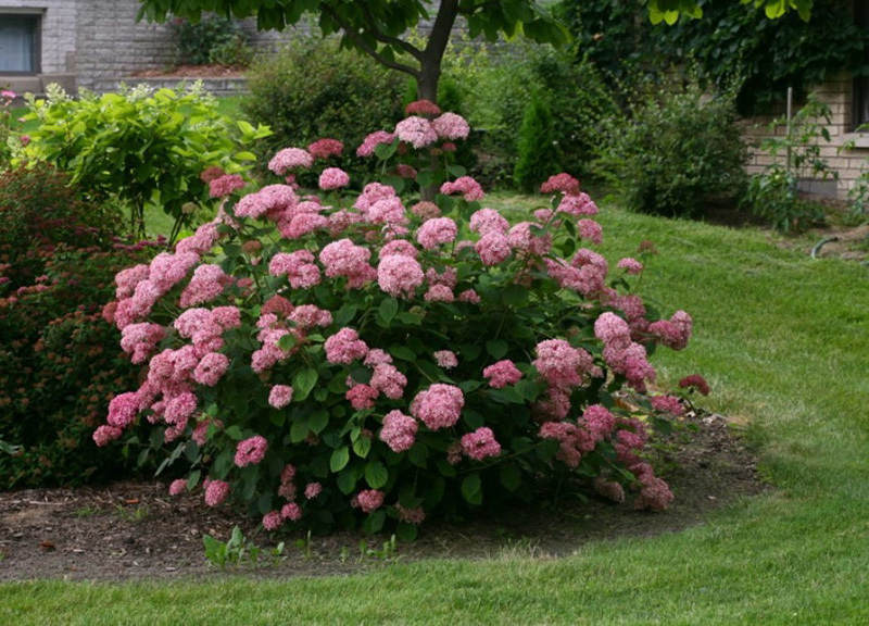 sluotelines_hortenzijos_pirkti