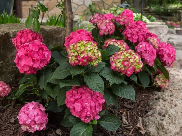 hortenzijos_sodinukai_vazonuose