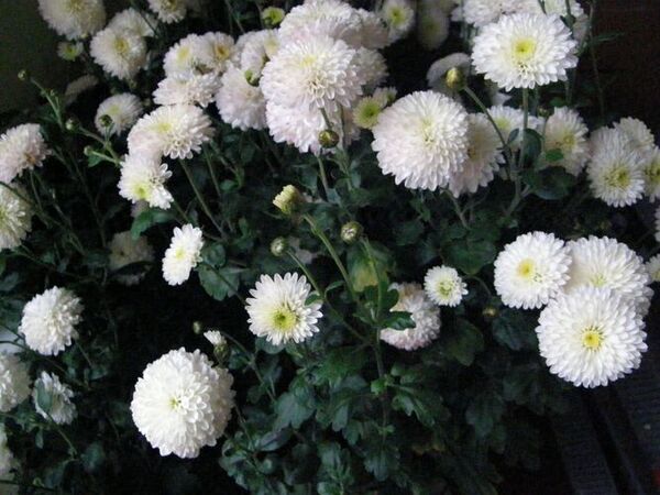 chrizantemu_auginimas_