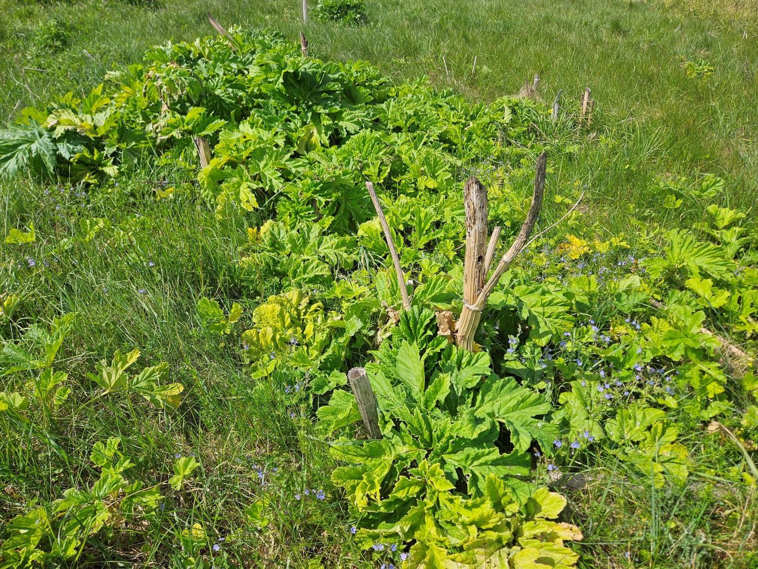 piktžolių naikinimas